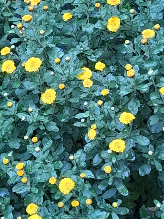 Кущ хризантеми  жовтої