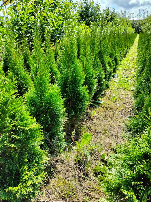 Tuje szmaragd piękne stożkowe kształt