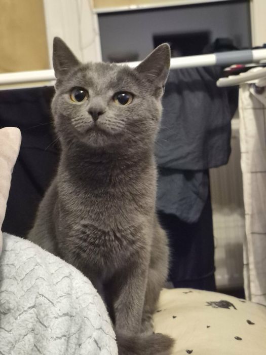 Piękna Elena szuka domu