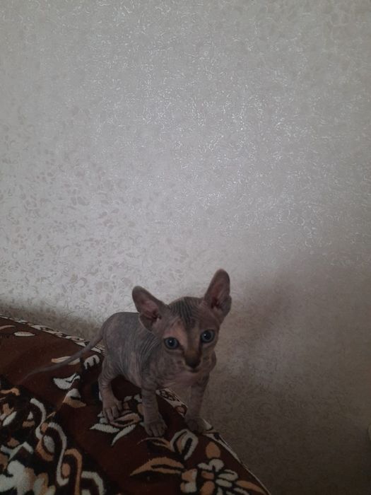 Продам котика  Сфінкс  Донський