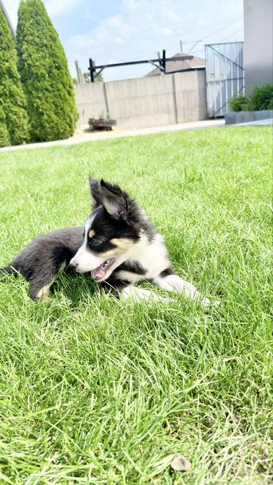 Border collie suczka