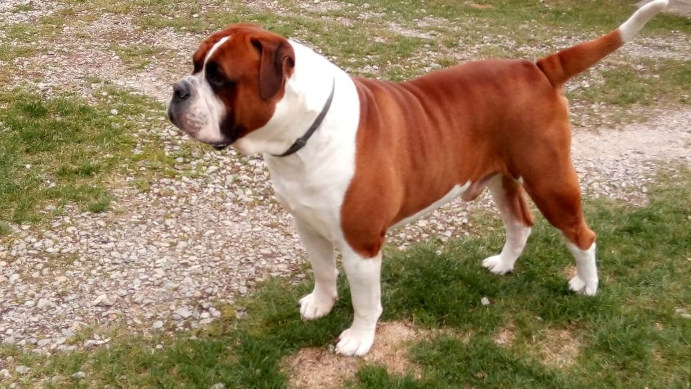 Buldog Amerykański (Suczka)