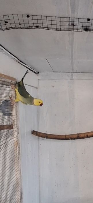 Aleksandretta aleksandretty