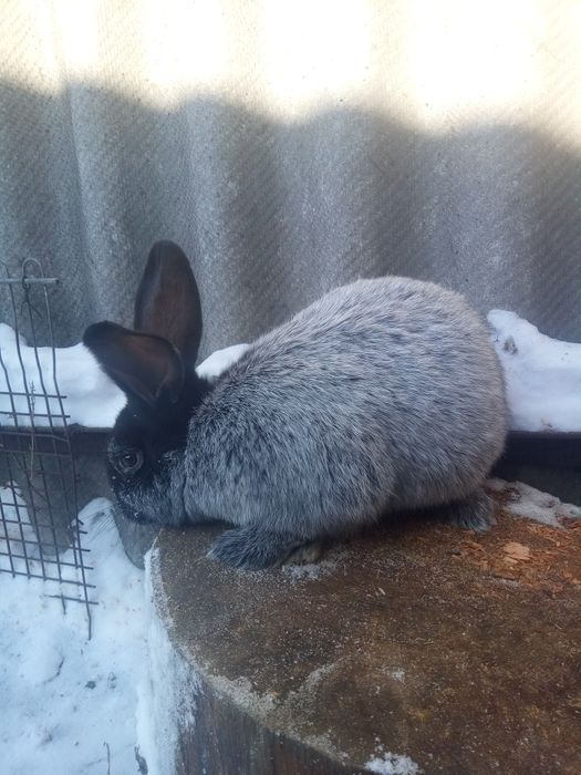 Кролики. Кроли. Крольчата.