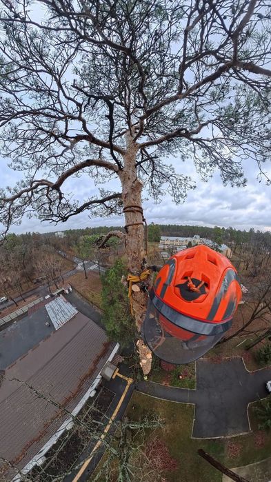 Видаленя дерев. З подрібненням, вивозом. Обрізка дерев