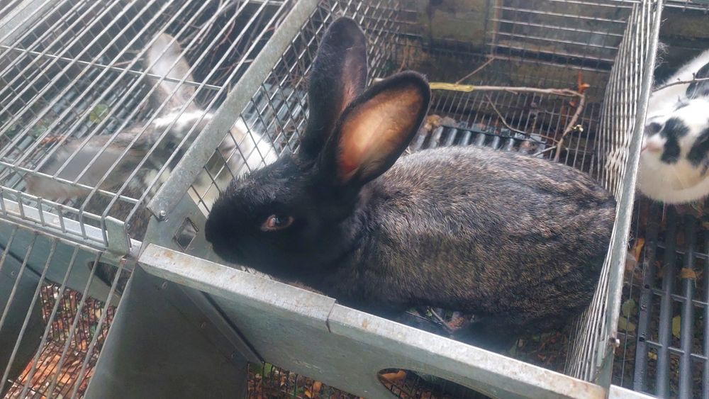 Кролики разного возраста