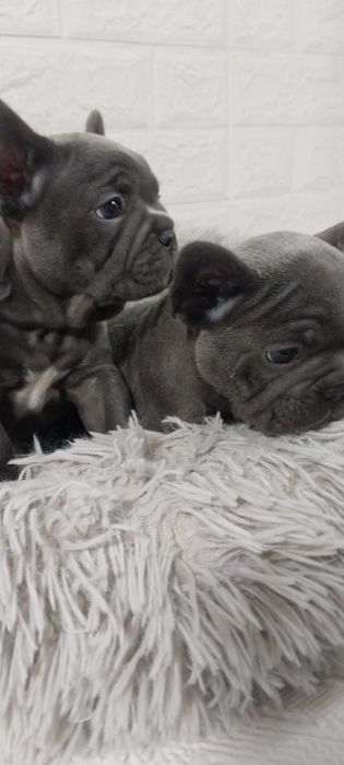 Элитные щенки французского бульдога