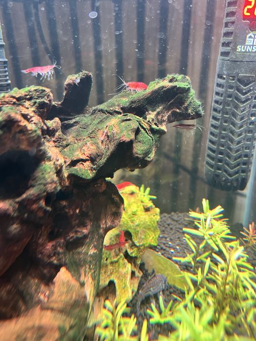 Vendo camarao neocaridina red