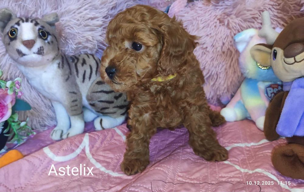 Pudel miniatura/toy do pokochania Astelix z badaniami genetycznymi