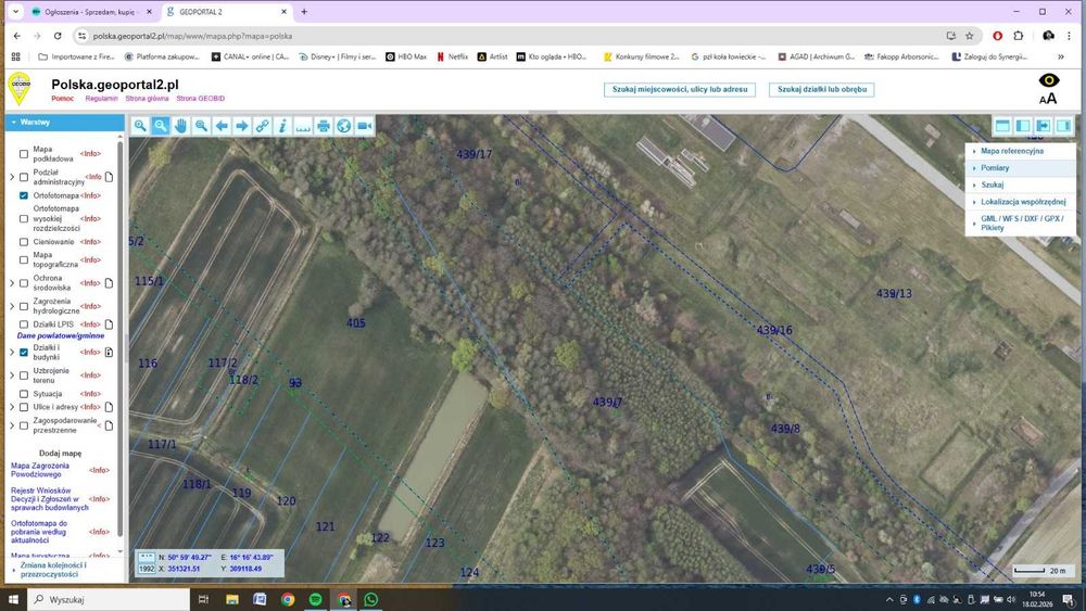 drewno olchowe na pniu ok 100-150 mp