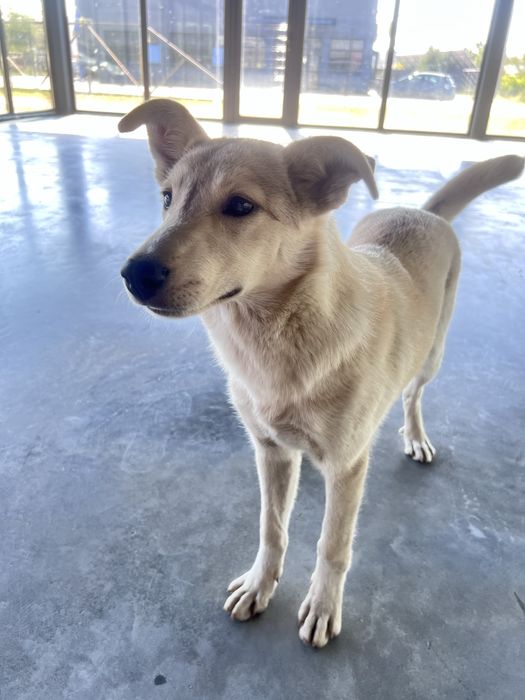 Лагідна собака в добрі руки (6 міс.)