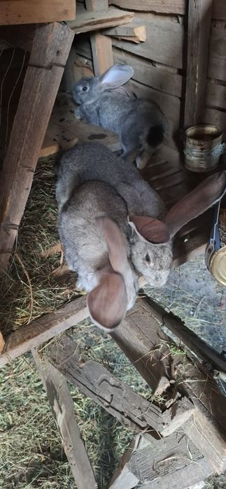 Кролики продаж молодих