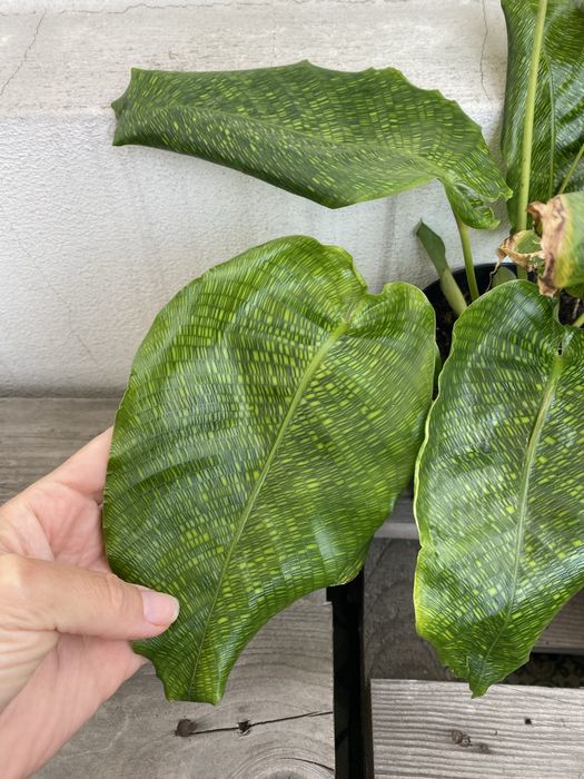 Calathea network