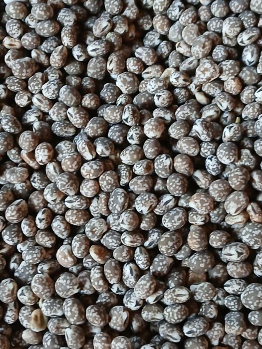 Łubin gorzki pierwszy rok po centrali