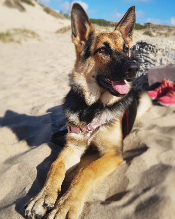 Petsitting e Dogwalking Cascais64683975164803126