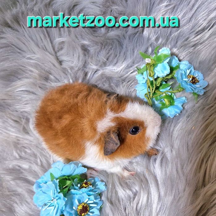 Унікальний біло-рудий хлопчик тедді – ваш майбутній фаворит!