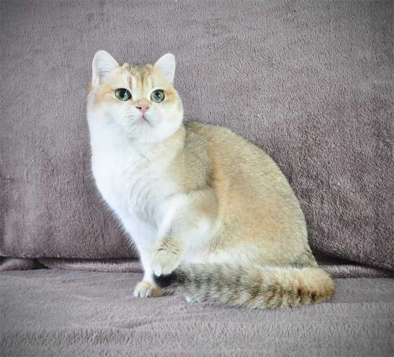 Золотая британская девочка