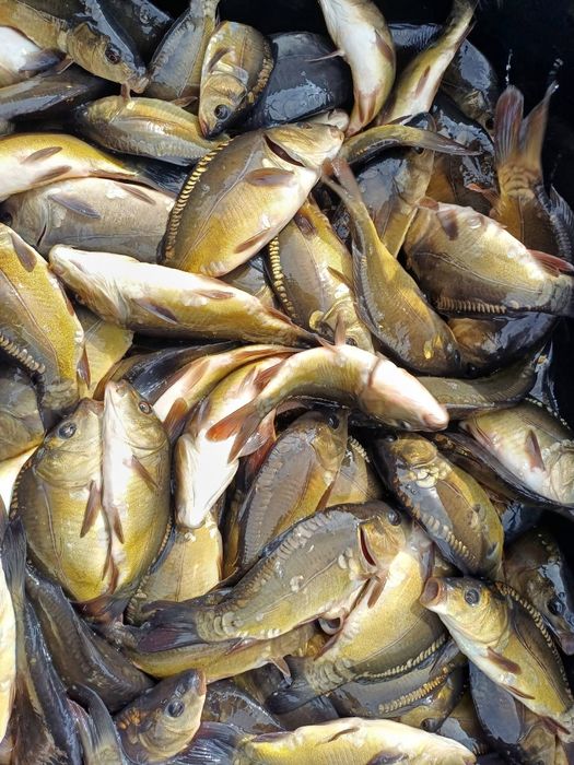 Karp kroczek zarybieniowy