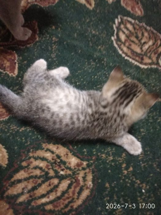 Шотландські котинята