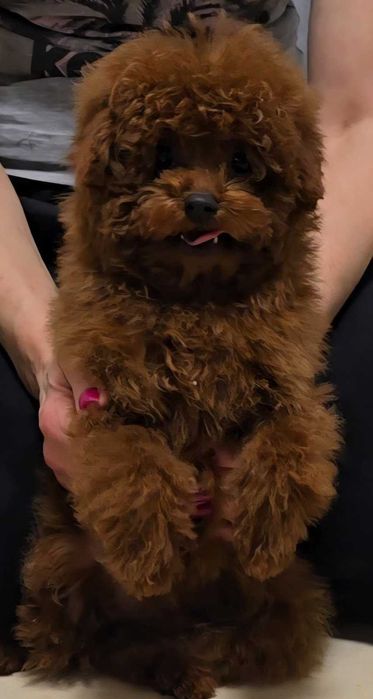 pudel dziewczyna linia chinska