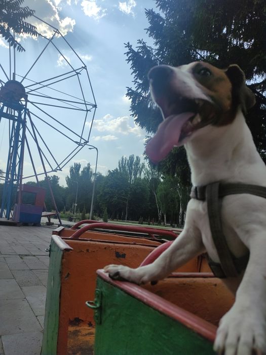 Вязка Джек Рассел