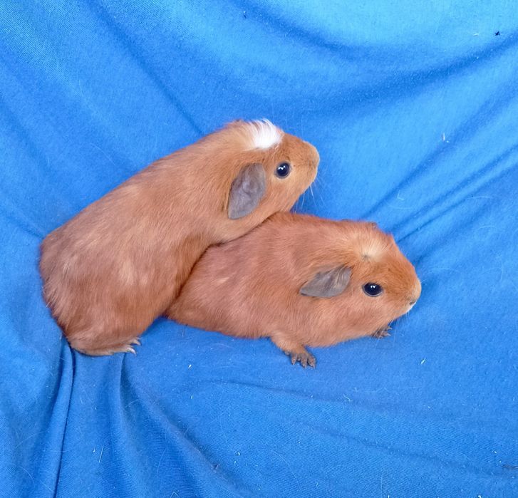 Питомник морских свинок