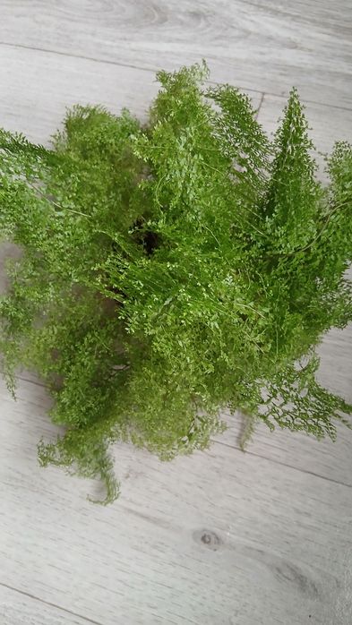 Папортник  кучерявый