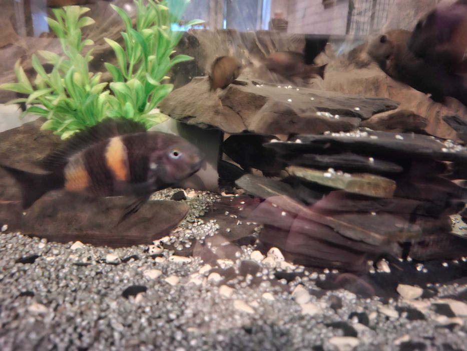 Tropheus black bulu