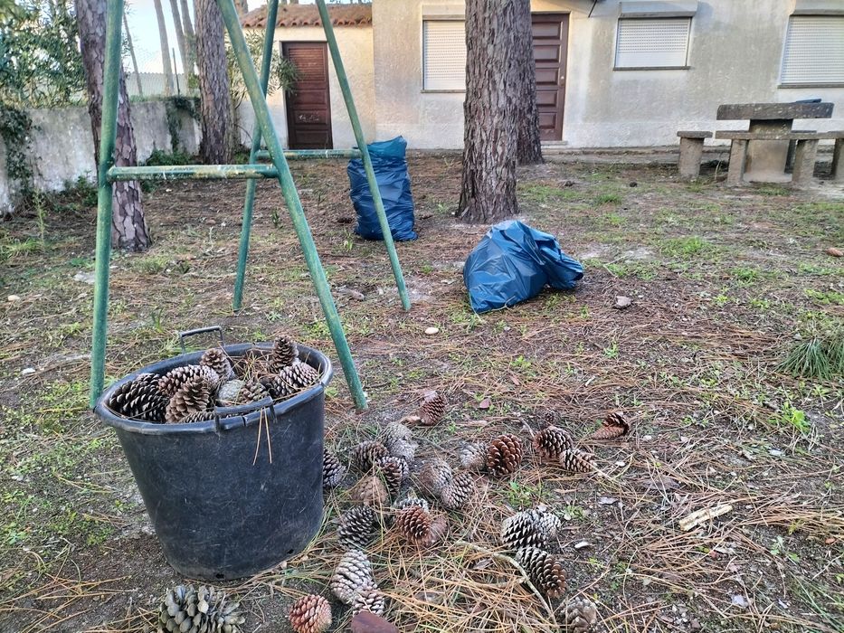 Pinhas para lareira