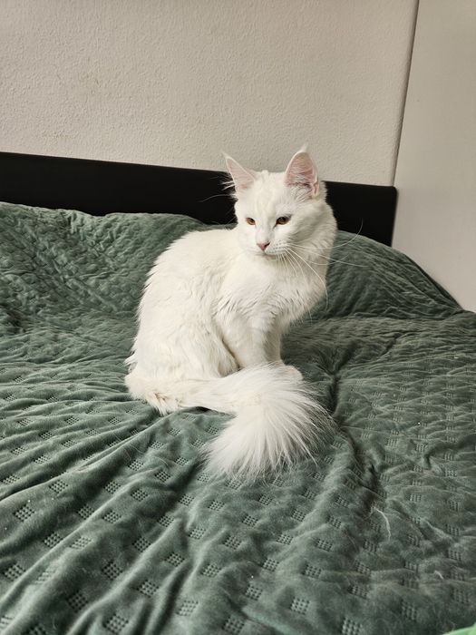 Biała Kotka Maine Coon - GIZA