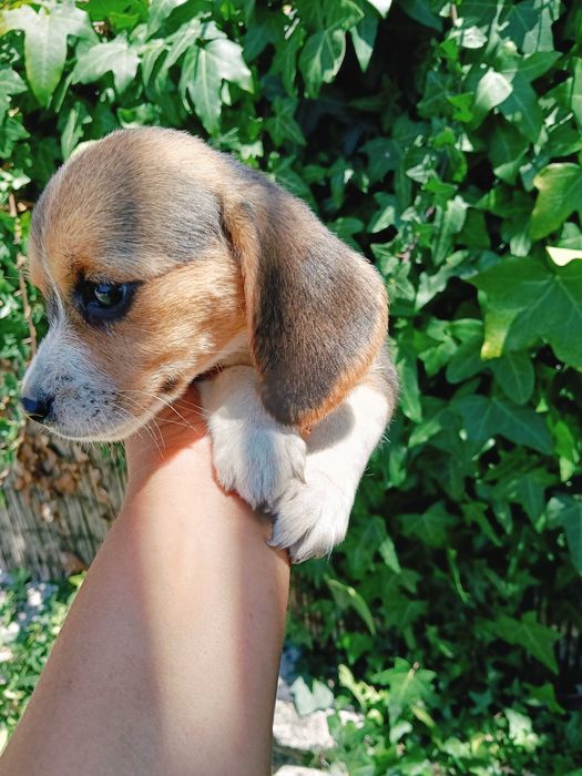 Beagle fêmea  belíssima
