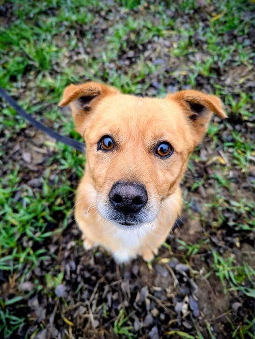 maly psiak do adopcji