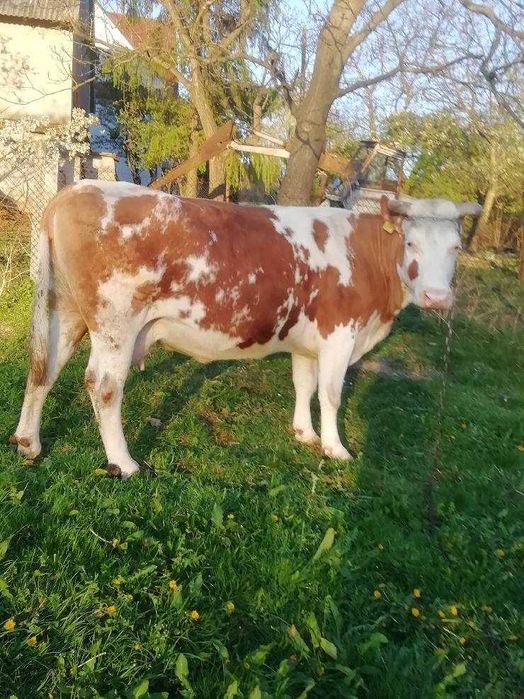 Sprzedam krowa cielna