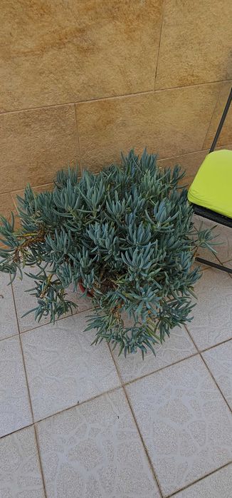 Curio mandraliscae "Blue Chalk Sticks" – suculenta azul-acinzentada, ±60-70cm