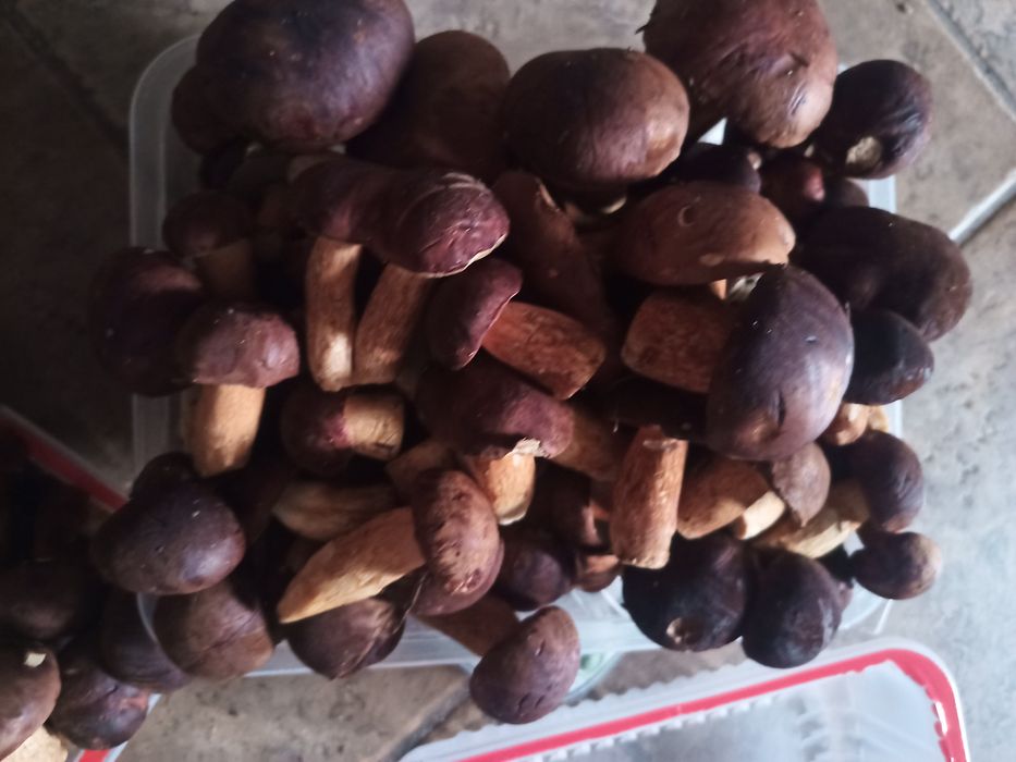 Grzyby leśne suszone - podgrzybki 28zł