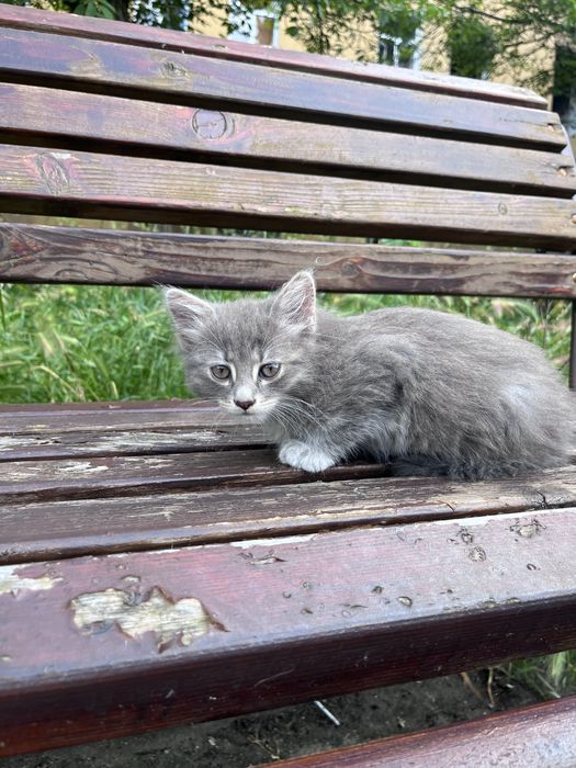 Кошенята безкоштовно