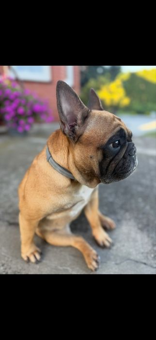 Suka buldog francuski