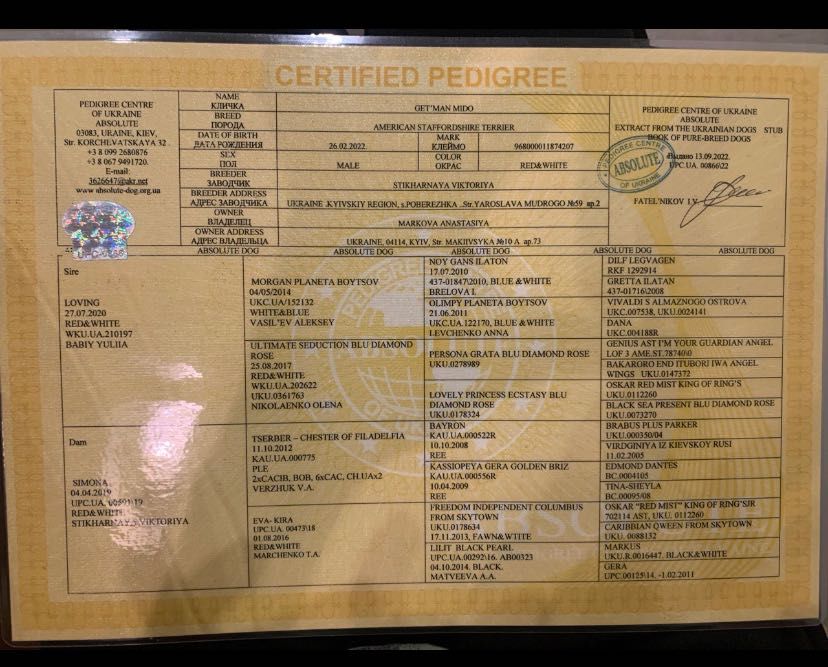 Красуня Майя АСТ стаффорд