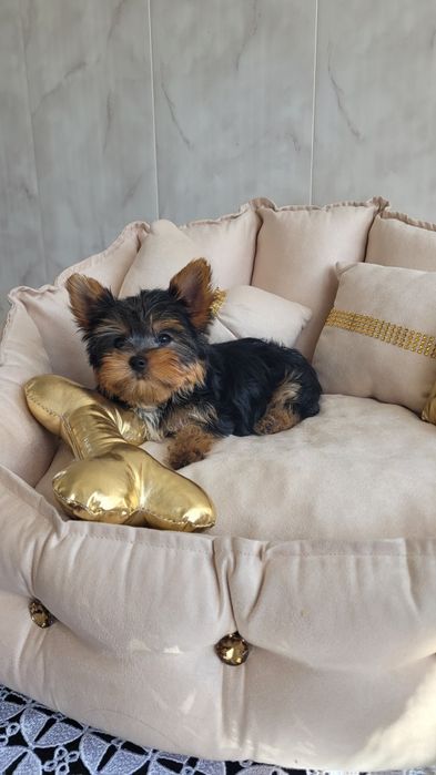 Yorkshire terrier maleńki  piesek z wyprawką