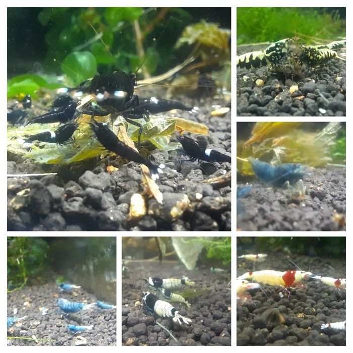 krewetki  różne galaxy PRL PBL King Kong Panda Blue Bolt Wine Red SCR