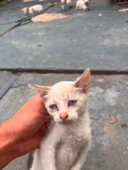 Gatos bebés para adoção