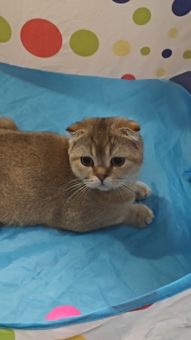 Вислоухая девочка в золотом окрасе