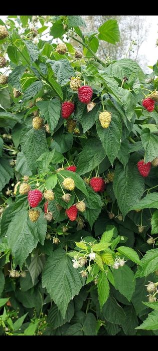 Sprzedam maliny z własnego ogródka