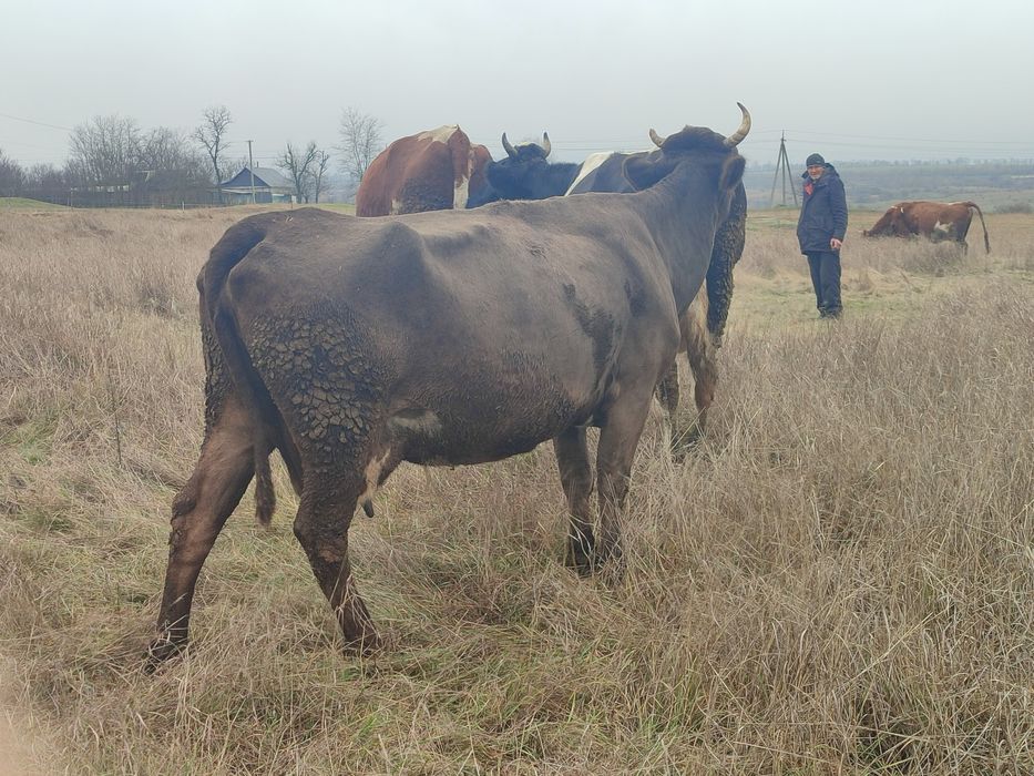 Корова продається