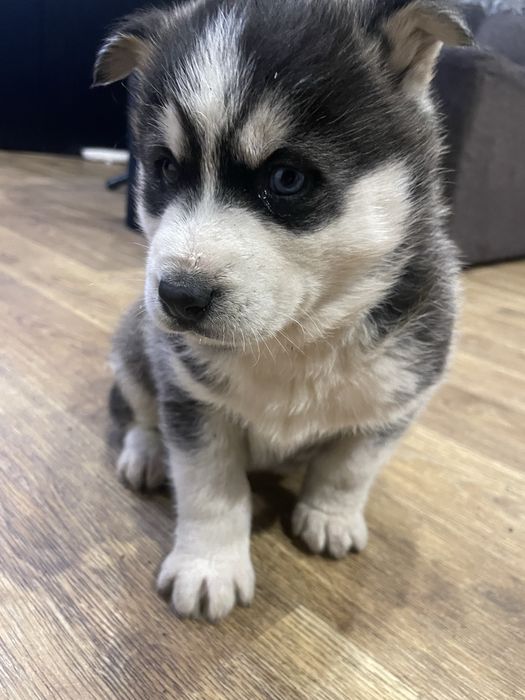 Щенки хаски ,девочка