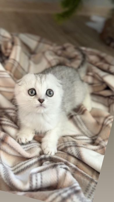 Шотландська висловушка киця дівчинка срібна шиншила  од