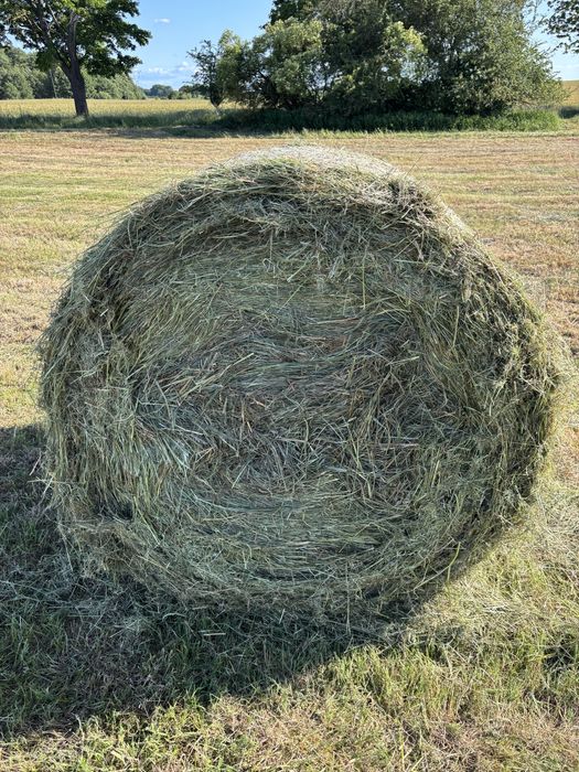 Siano baloty, bele 125cm 2025r