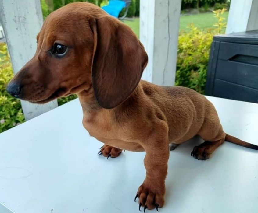 Uroczy jamnik miniaturowy krótkowłosy Rudy