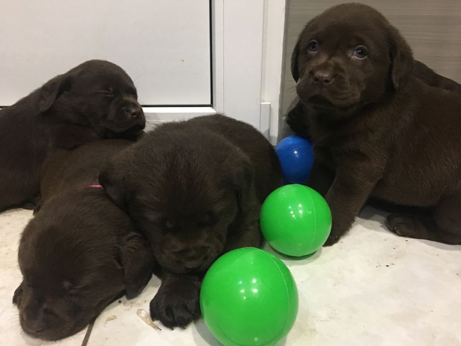 Лабрики темний шоколад