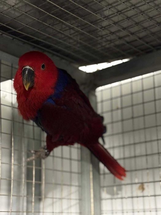 Papagaios Ecletus